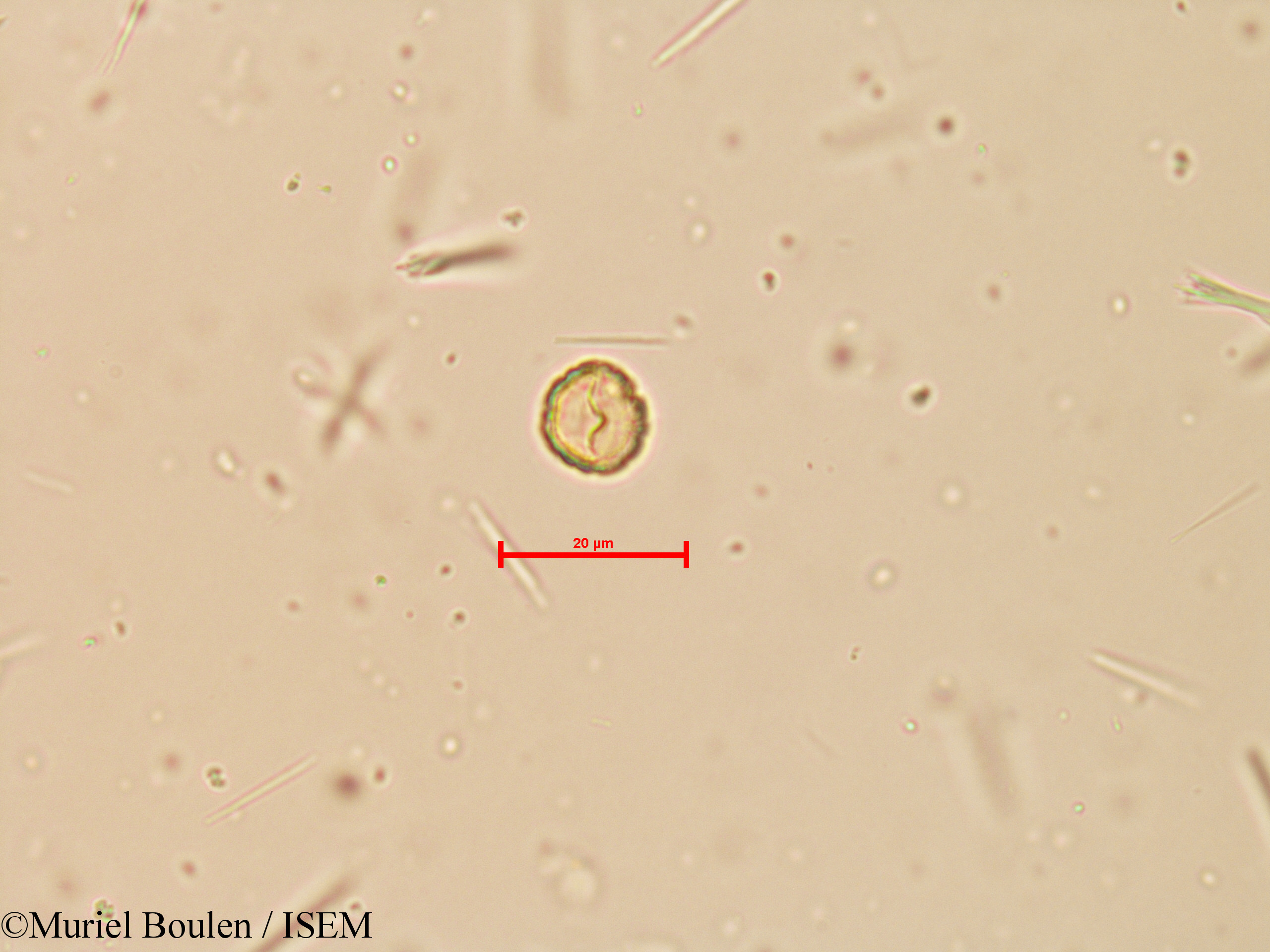 Muriel.Boulen/Peperomia_reflexa_16133/Peperomia_reflexa_16133_0003(copy).jpg