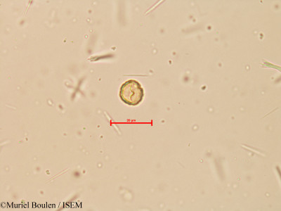 Peperomia reflexa - lame n° 16133