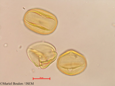 Muriel.Boulen/Phaseolus_pauciflorus_26414/Phaseolus_pauciflorus_26414_0001(copy)_thumb.jpg