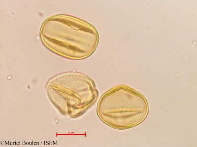 Phaseolus pauciflorus - lame n° 26414
