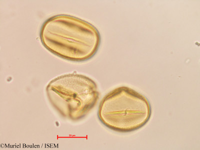 Phaseolus pauciflorus - lame n° 26414