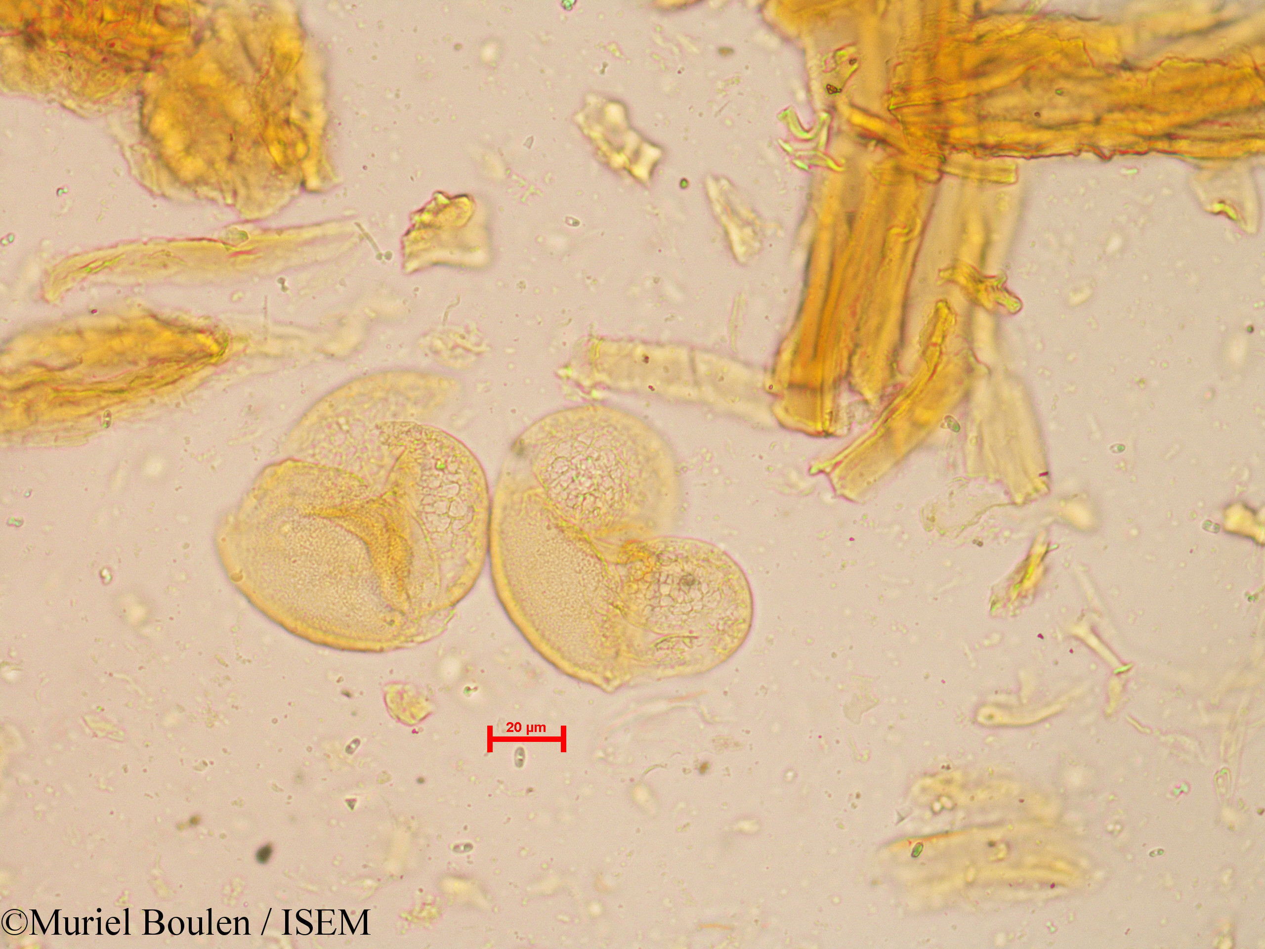 Muriel.Boulen/Pinus_caribaea_60083/Pinus_caribaea_60083_0001(copy).jpg
