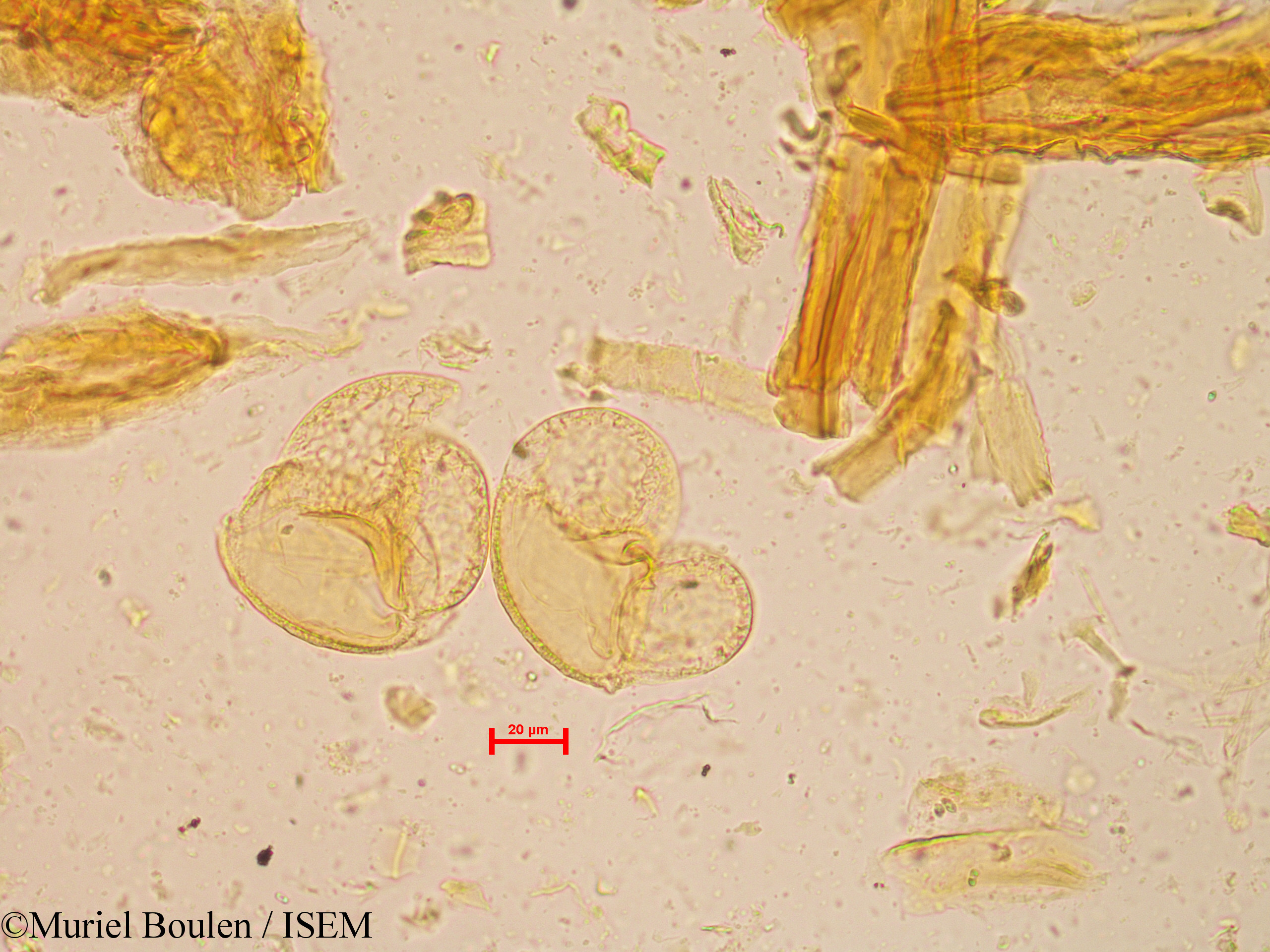 Muriel.Boulen/Pinus_caribaea_60083/Pinus_caribaea_60083_0002(copy).jpg