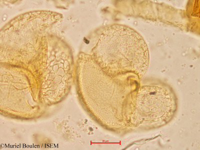 Pinus caribaea - lame n° 60083