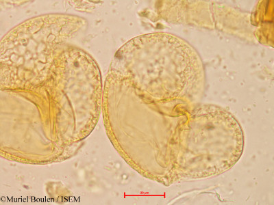 Pinus caribaea - lame n° 60083