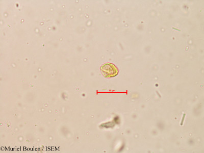 Muriel.Boulen/Piper_nigrum_16127/Piper_nigrum_16127_0001(copy)_thumb.jpg