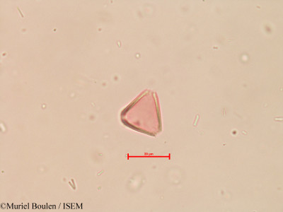 Roupala gardneri - lame n° 39408