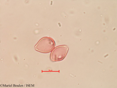Roupala gardneri - lame n° 39408