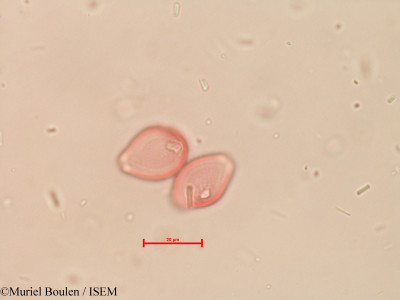 Roupala gardneri - lame n° 39408