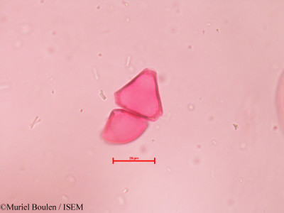 Muriel.Boulen/Roupala_mucronulata_39412/Roupala_mucronulata_39412_0001(copy)_thumb.jpg