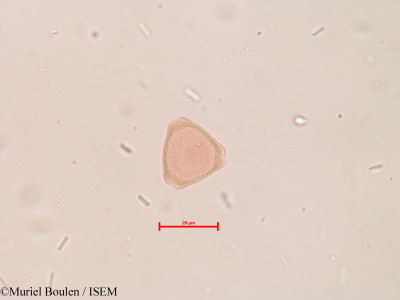 Muriel.Boulen/Roupala_pachypoda_39414/Roupala_pachypoda_39414_0001(copy)_thumb.jpg