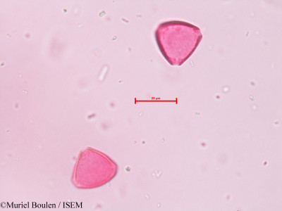 Muriel.Boulen/Roupala_paulensis_39401/Roupala_paulensis_39401_0001(copy)_thumb.jpg