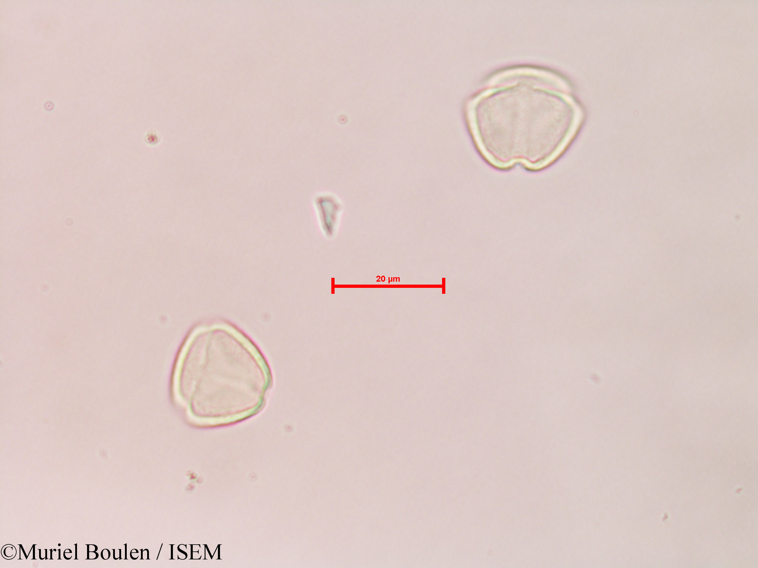 Muriel.Boulen/Solanum_sp._28587/Solanum_sp._28587_0001(copy).jpg