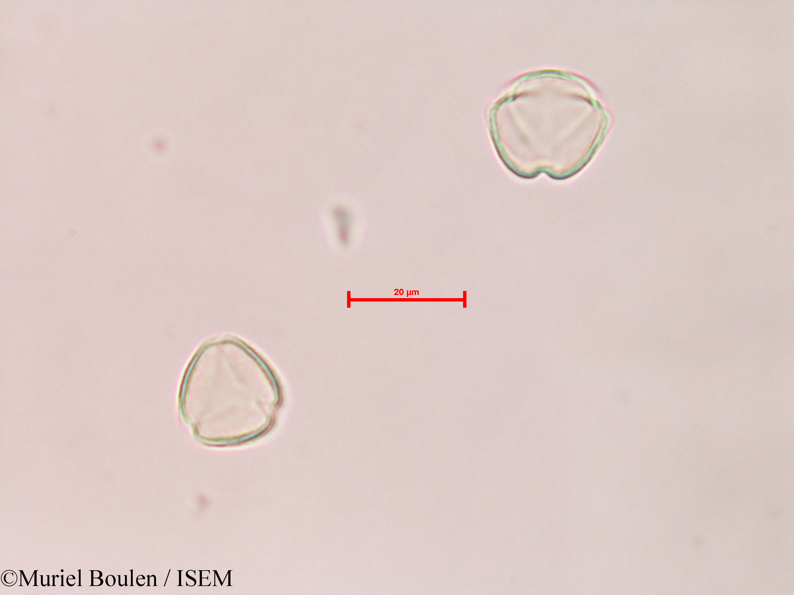 Muriel.Boulen/Solanum_sp._28587/Solanum_sp._28587_0002(copy).jpg