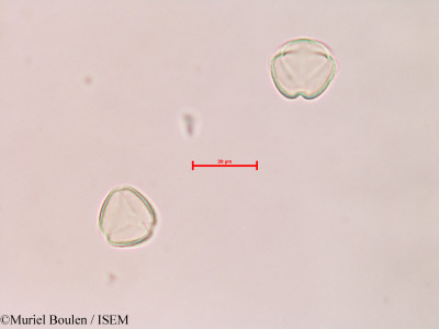 Solanum - lame n° 28587
