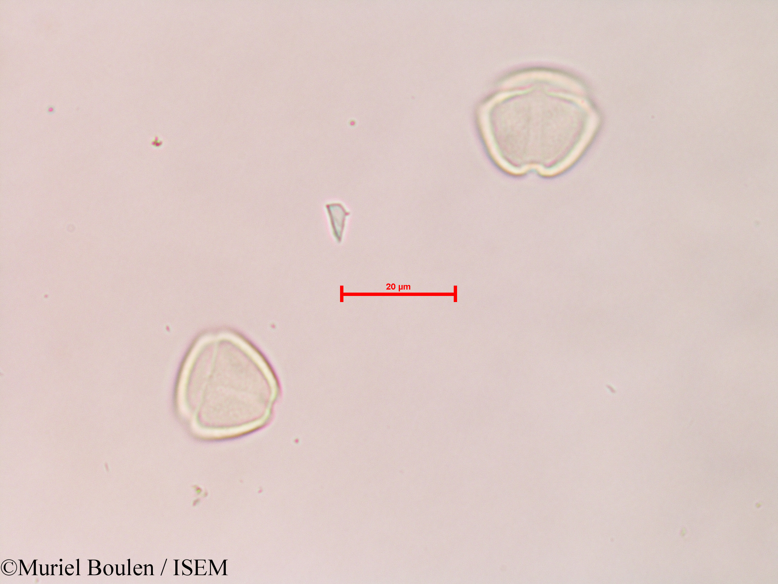 Muriel.Boulen/Solanum_sp._28587/Solanum_sp._28587_0003(copy).jpg
