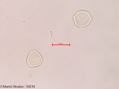 Solanum - lame n° 28587