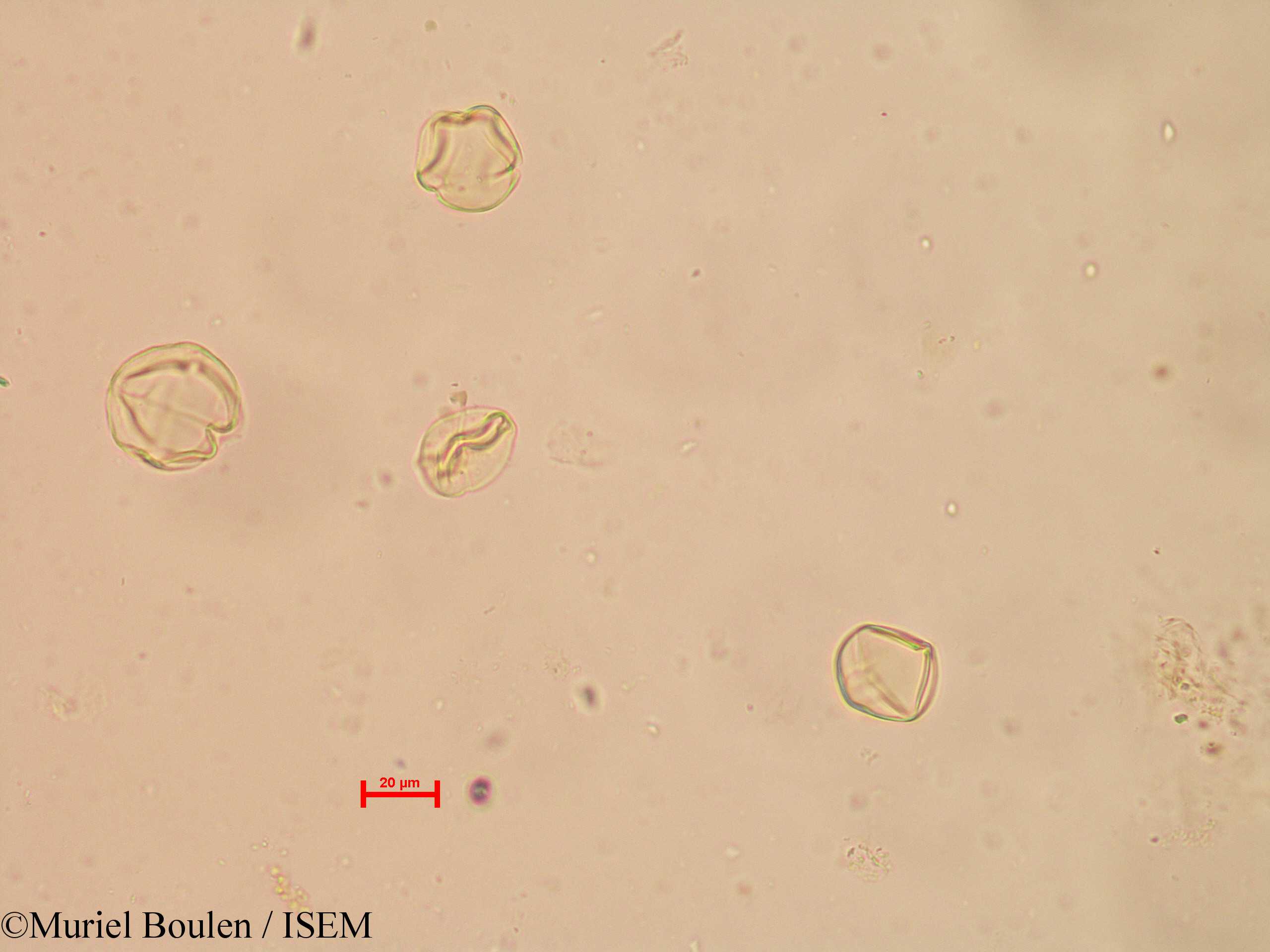 Muriel.Boulen/Solanum_tuberosum_19798/Solanum_tuberosum_19798_0001(copy).jpg