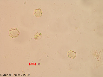 Muriel.Boulen/Solanum_tuberosum_19798/Solanum_tuberosum_19798_0001(copy)_thumb.jpg