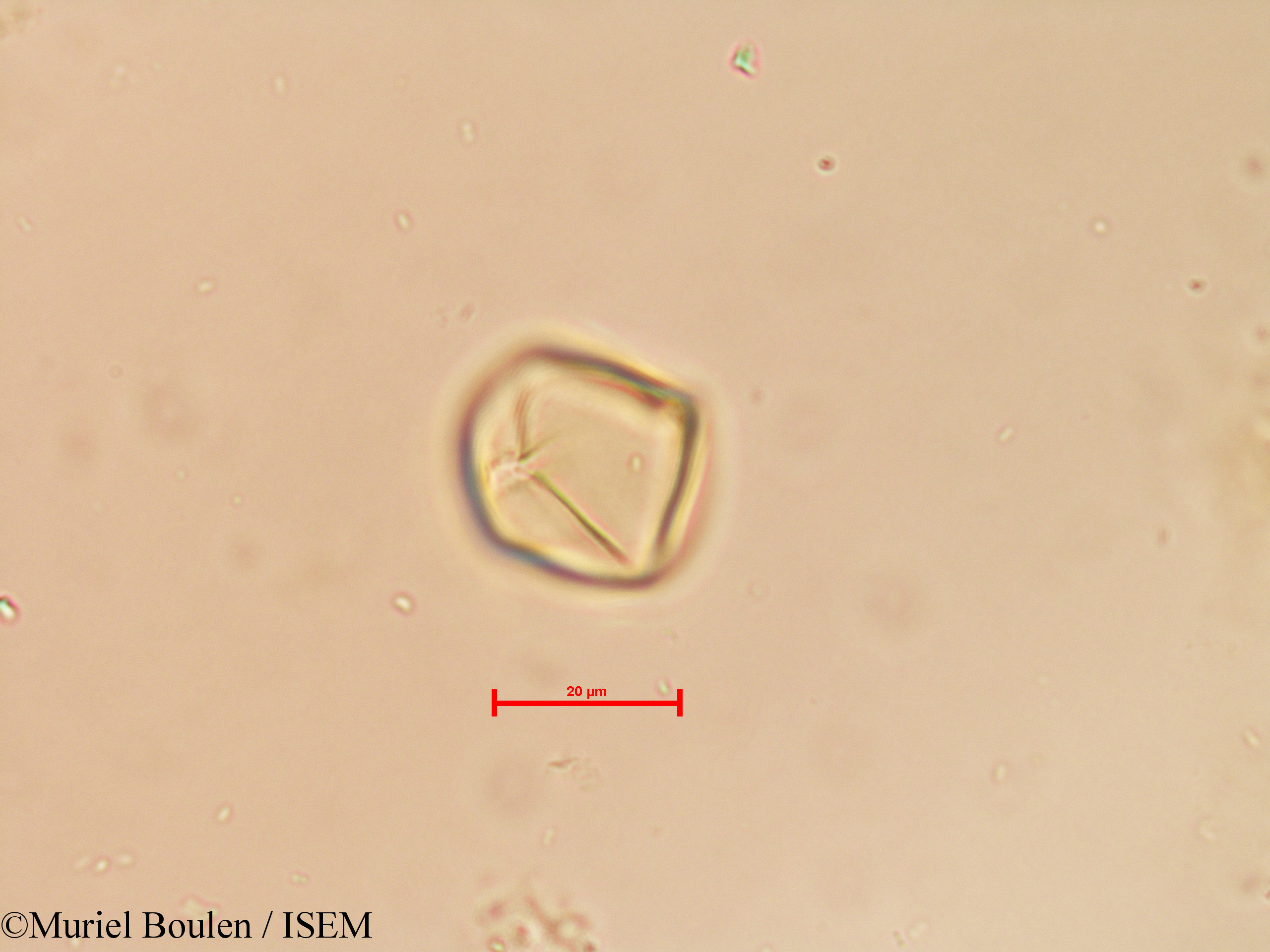 Muriel.Boulen/Solanum_tuberosum_19798/Solanum_tuberosum_19798_0002(copy).jpg