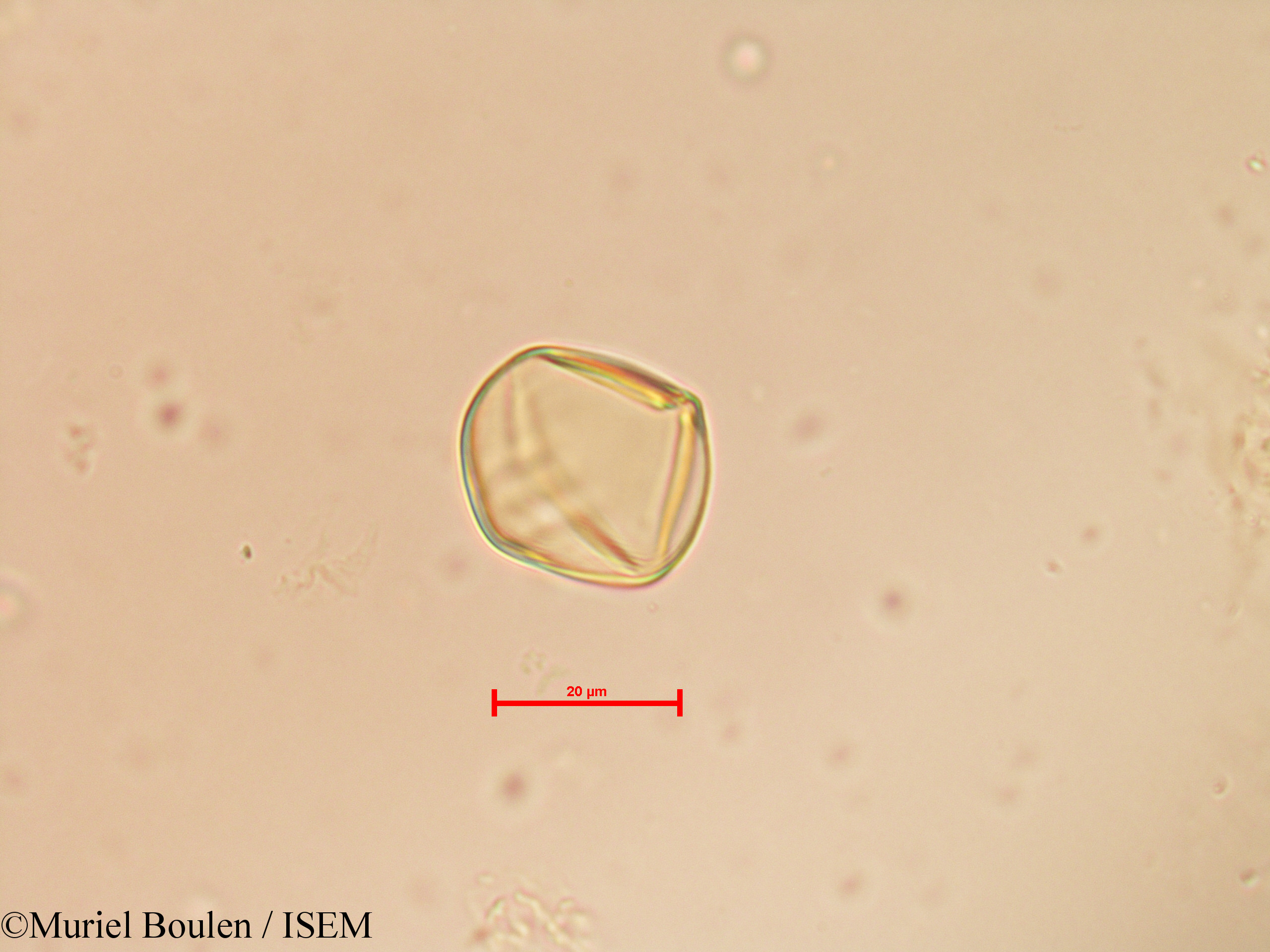 Muriel.Boulen/Solanum_tuberosum_19798/Solanum_tuberosum_19798_0003(copy).jpg