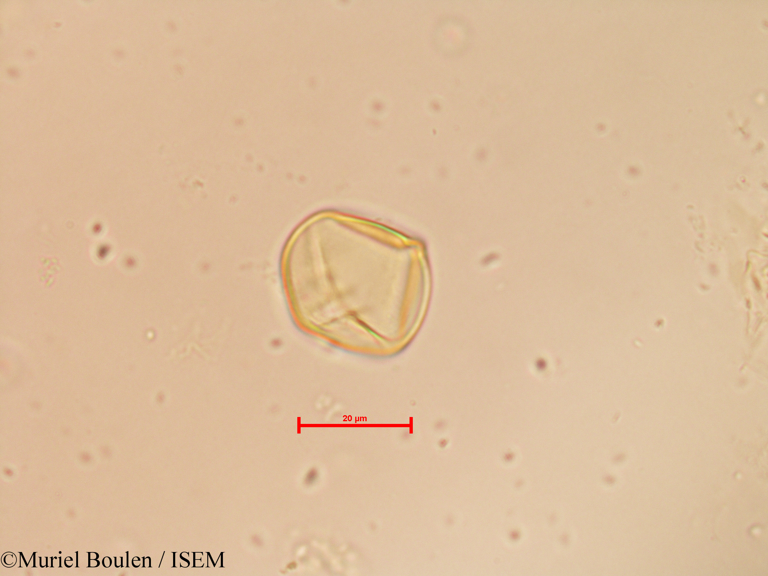 Muriel.Boulen/Solanum_tuberosum_19798/Solanum_tuberosum_19798_0004(copy).jpg