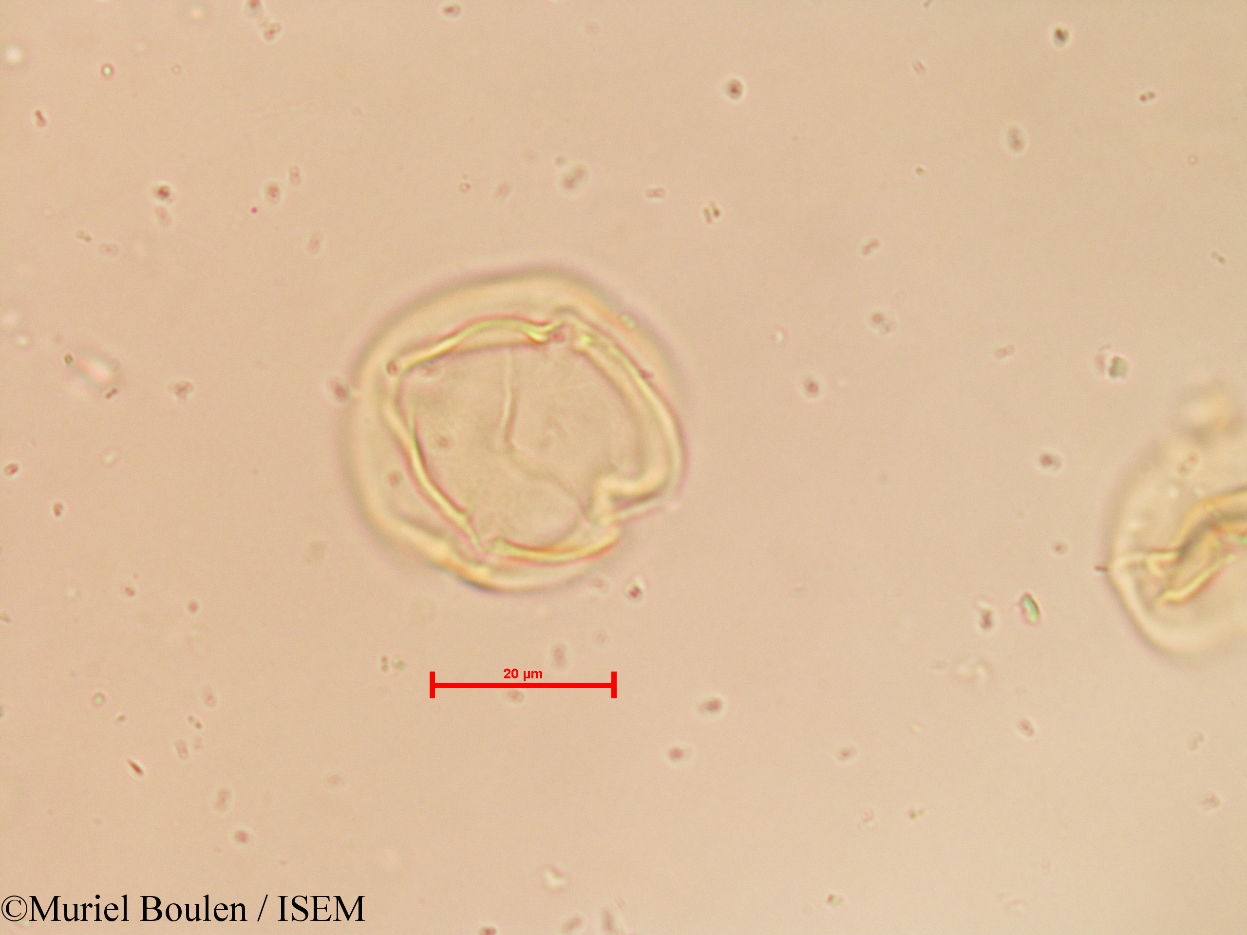 Muriel.Boulen/Solanum_tuberosum_19798/Solanum_tuberosum_19798_0005(copy).jpg