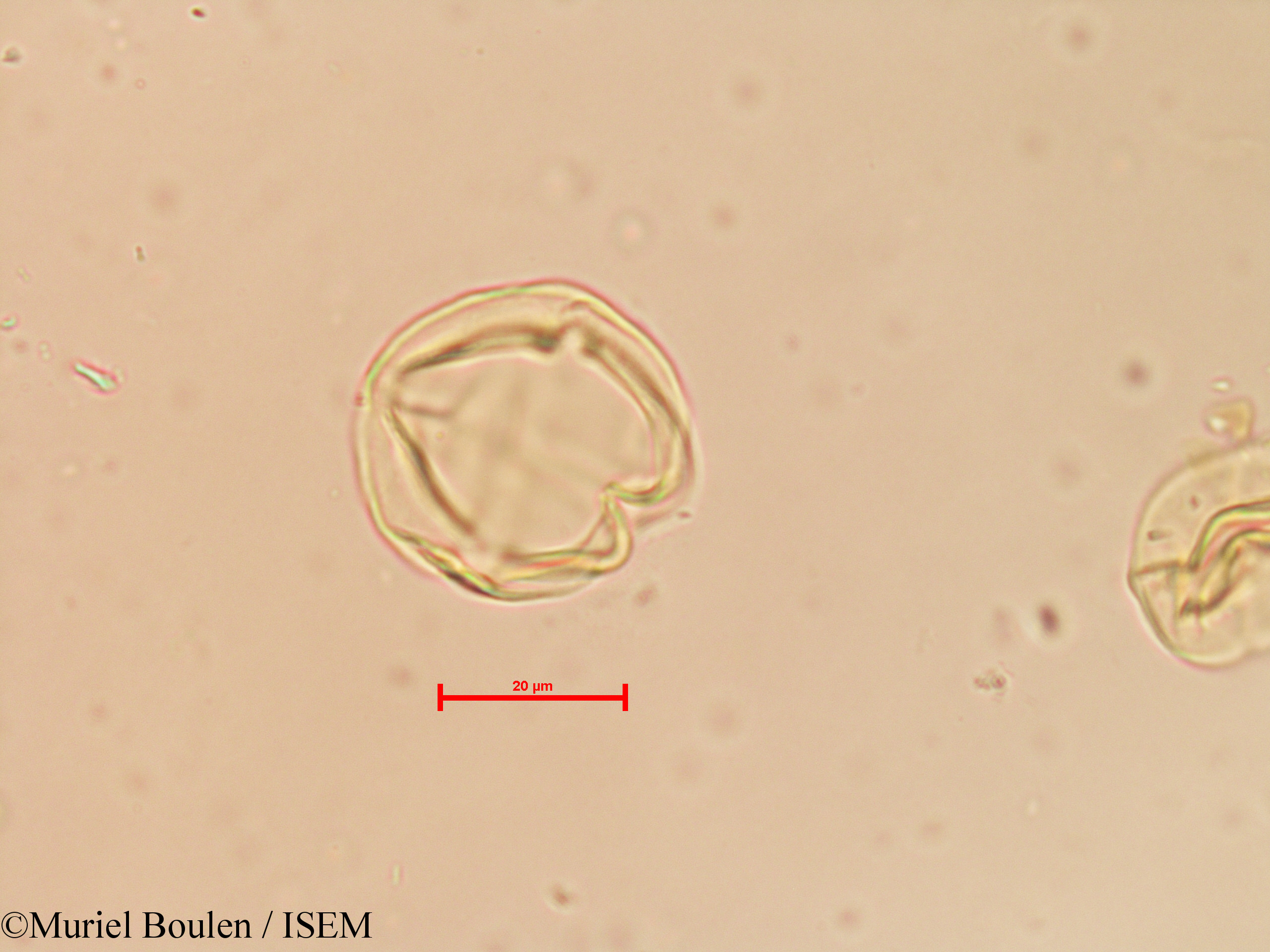 Muriel.Boulen/Solanum_tuberosum_19798/Solanum_tuberosum_19798_0006(copy).jpg