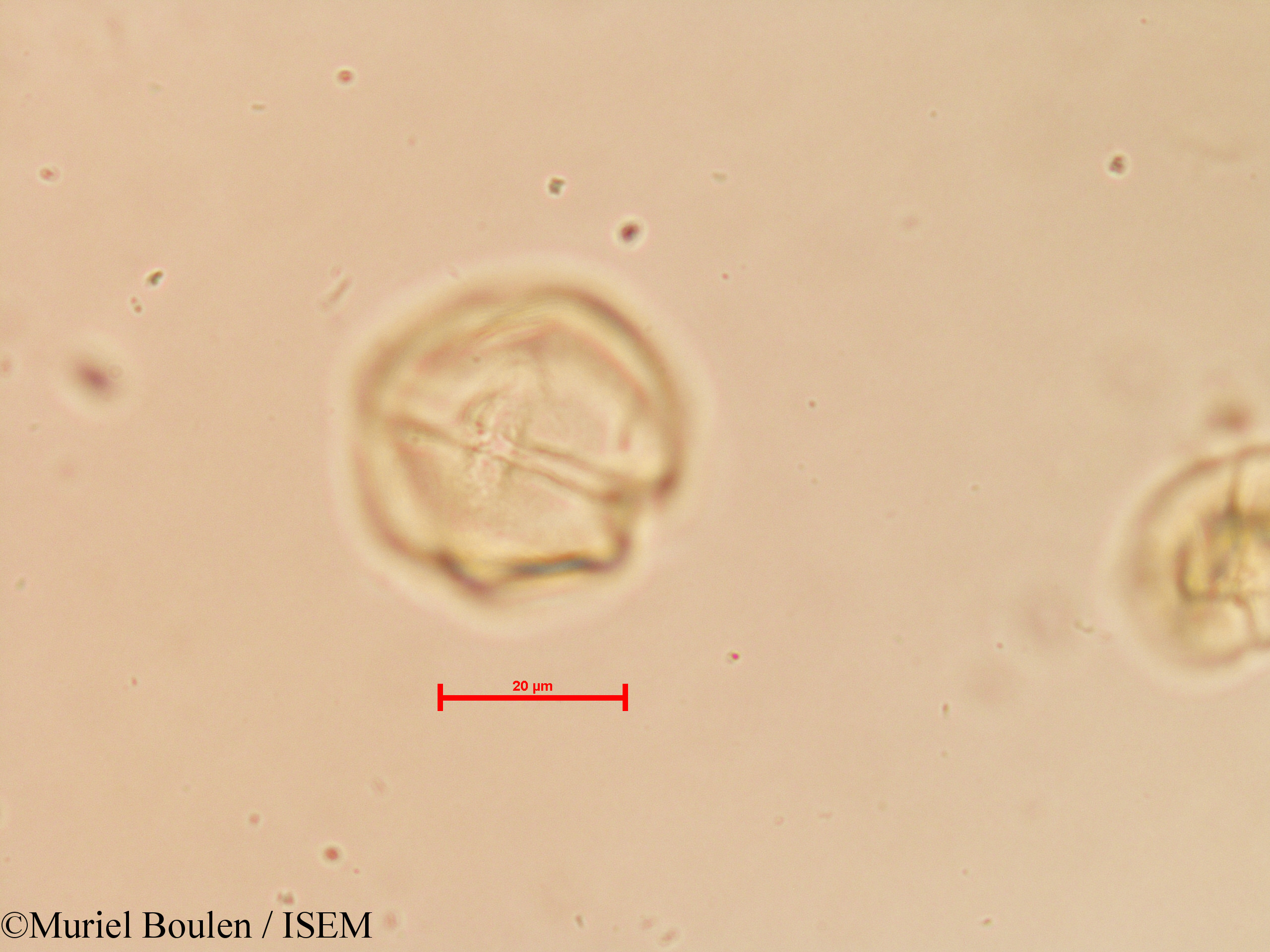 Muriel.Boulen/Solanum_tuberosum_19798/Solanum_tuberosum_19798_0007(copy).jpg