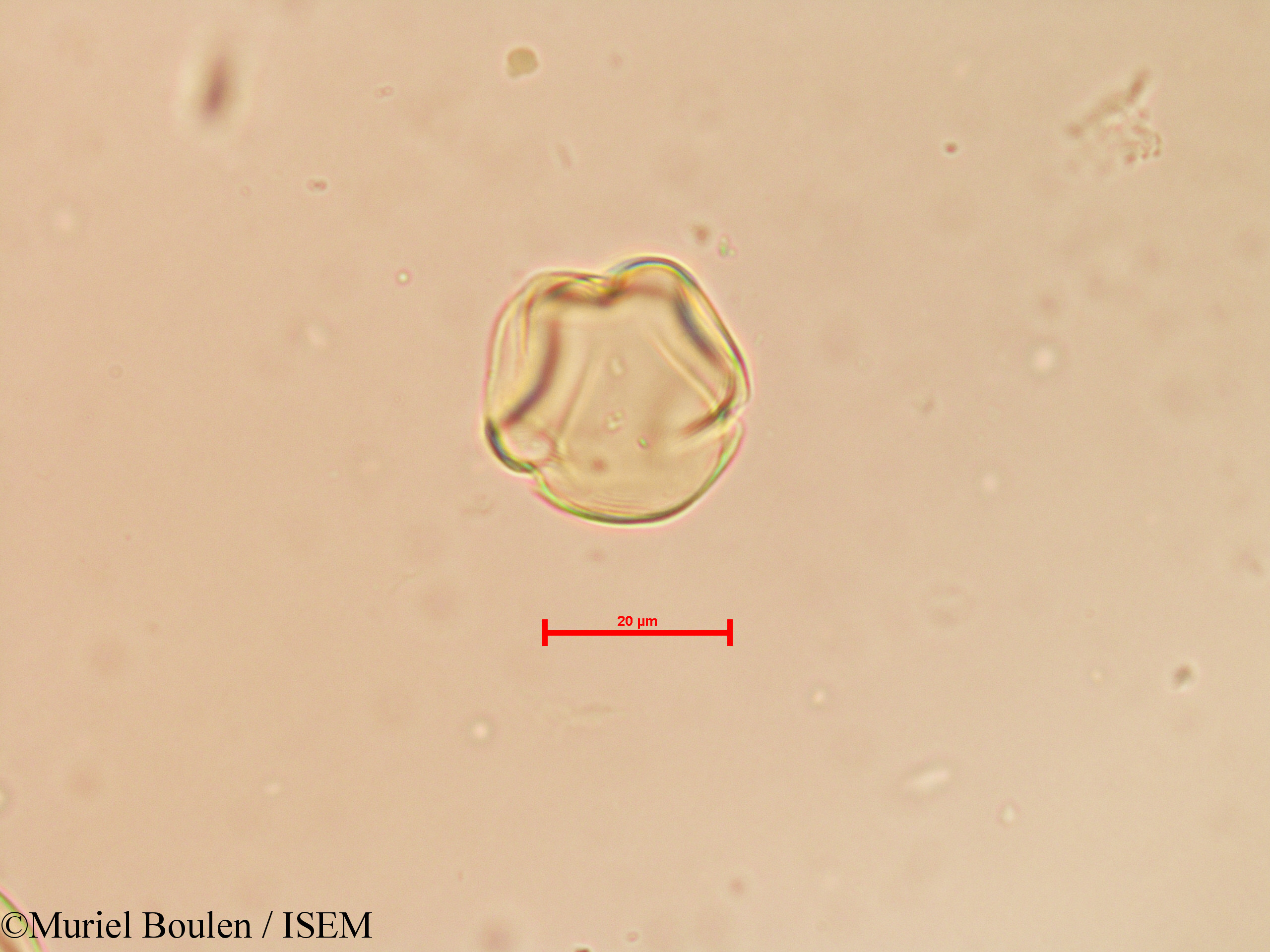 Muriel.Boulen/Solanum_tuberosum_19798/Solanum_tuberosum_19798_0008(copy).jpg