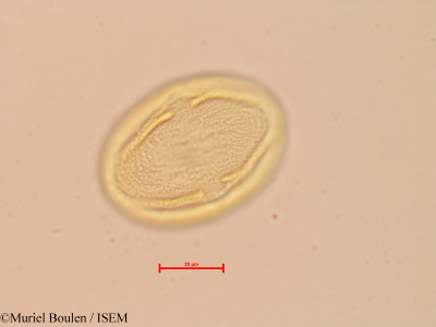 Spondias lutea - lame n° 26864