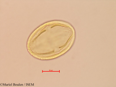 Spondias lutea - lame n° 26864