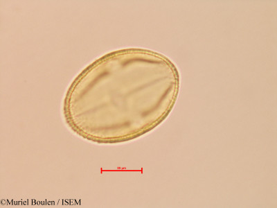Spondias lutea - lame n° 26864