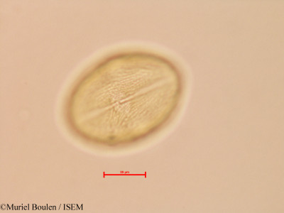 Spondias lutea - lame n° 26864