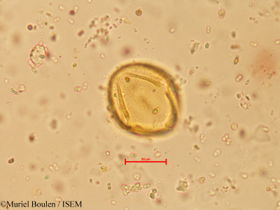 Spondias mombin - lame n° 21594