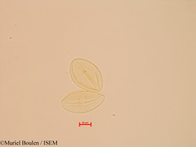 Spondias mombin - lame n° 27816