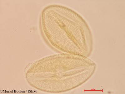 Spondias mombin - lame n° 27816