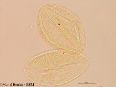Spondias mombin - lame n° 27816