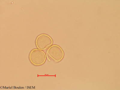 Muriel.Boulen/Theobroma_cacao_3139/Theobroma_cacao_3139_0001(copy)_thumb.jpg