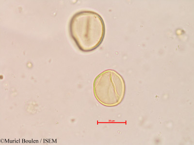 Muriel.Boulen/Zamia_integnifoliolata_13695/Zamia_integnifoliolata_13695_0001(copy)_thumb.jpg