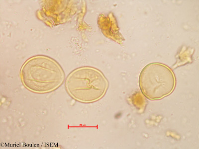 Zamia - lame n° 13695