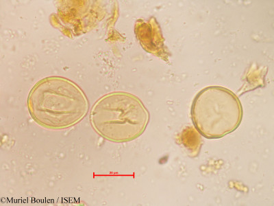 Zamia - lame n° 13695