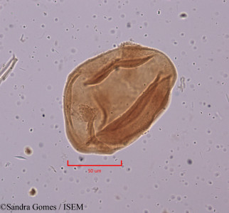 Sandra.Gomes/Allamanda_cathartica_15922/Allamanda_cathartica_15922_0001(copy)_thumb.jpg