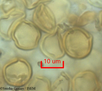Sandra.Gomes/Badula_candolleana_1455/Badula_candolleana_1455_0001(copy)_thumb.jpg
