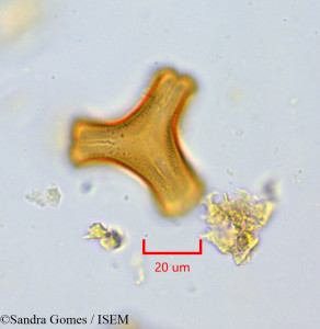 Sandra.Gomes/Bakerella_hoyifolia_6619/Bakerella_hoyifolia_6619_0001(copy)_thumb.jpg