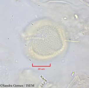 Sandra.Gomes/Clematis_mauritiana_1979/Clematis_mauritiana_1979_0001(copy)_thumb.jpg