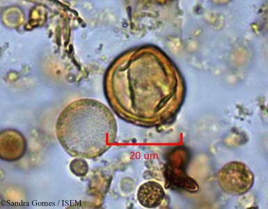 Sandra.Gomes/Cnestis_polyphylla_2548/Cnestis_polyphylla_2548_0001(copy)_thumb.jpg