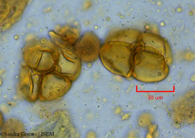 Craspidospermum verticillatum - lame n° 39214