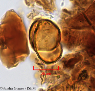 Forgesia borbonica - lame n° 26657