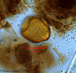 Forgesia borbonica - lame n° 26657